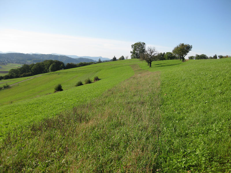Altgrasstreifen in Wiesenlandschaft