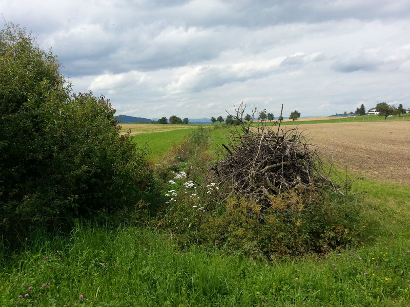 Asthaufen neben Hecke