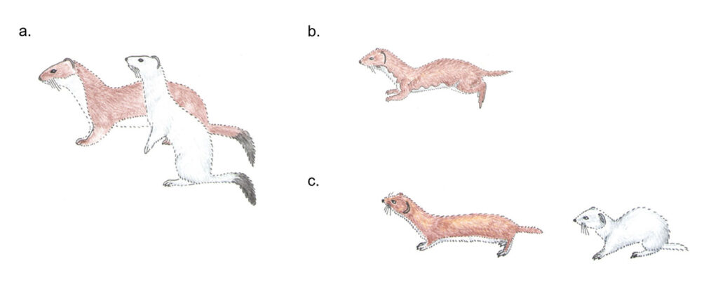 Aussehen der Tiere