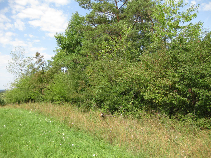 Baumhochhecke