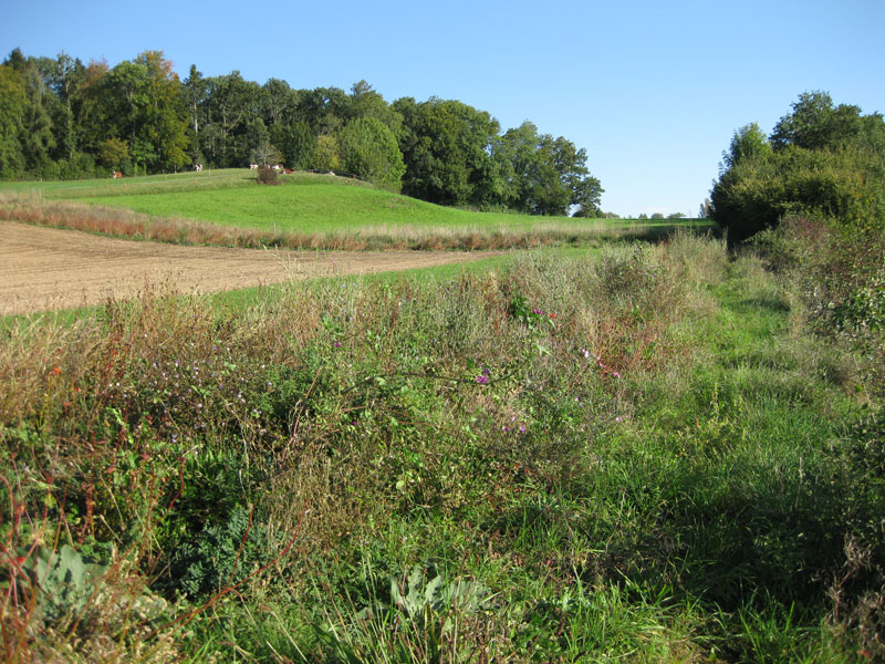 Buntbrache mit Blick auf Wald im Hintergrund