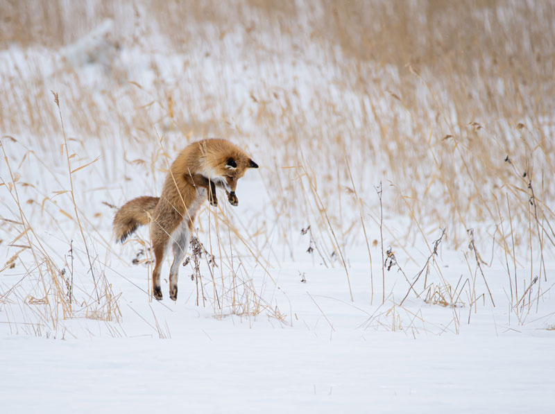 Fuchs am Mausen