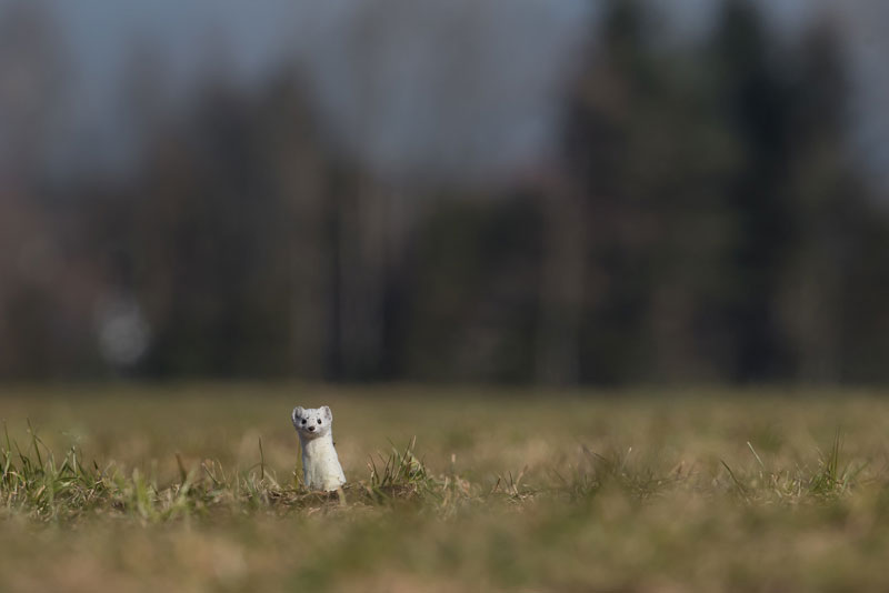 Hermelin schaut aus einem Mausloch in einer Wiese.