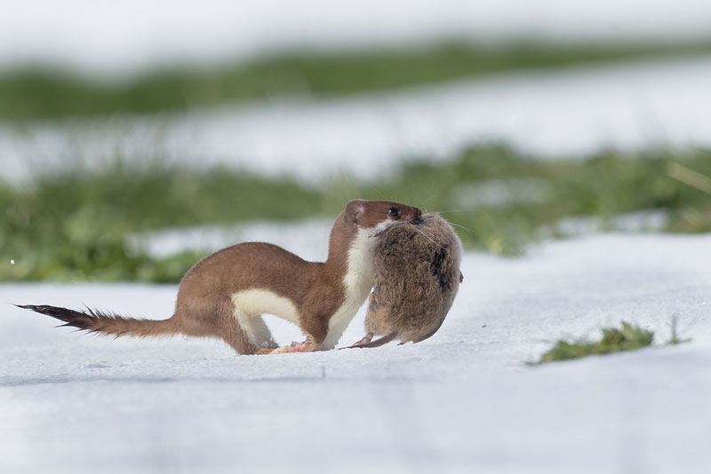 Hermelin trägt eine erbeutete Schermaus