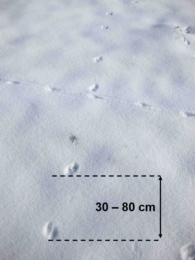 Hermelinspuren im Schnee