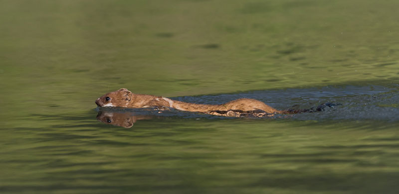 Wiesel im Wasser