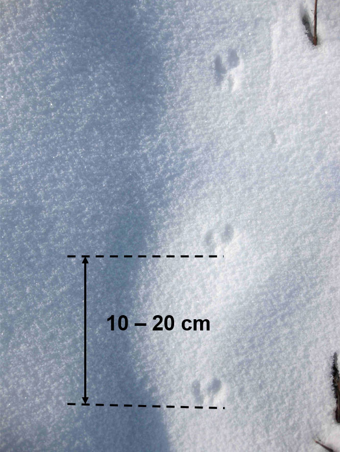 Mauswieselspuren im Schnee