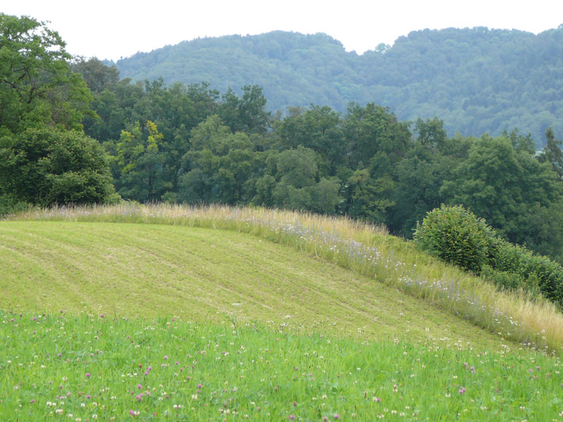 Saumwiese angrenzend an Waldrand