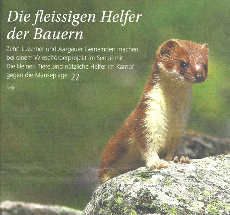 Wieselfoerderprojekt in der Luzerner Zeitung 2014