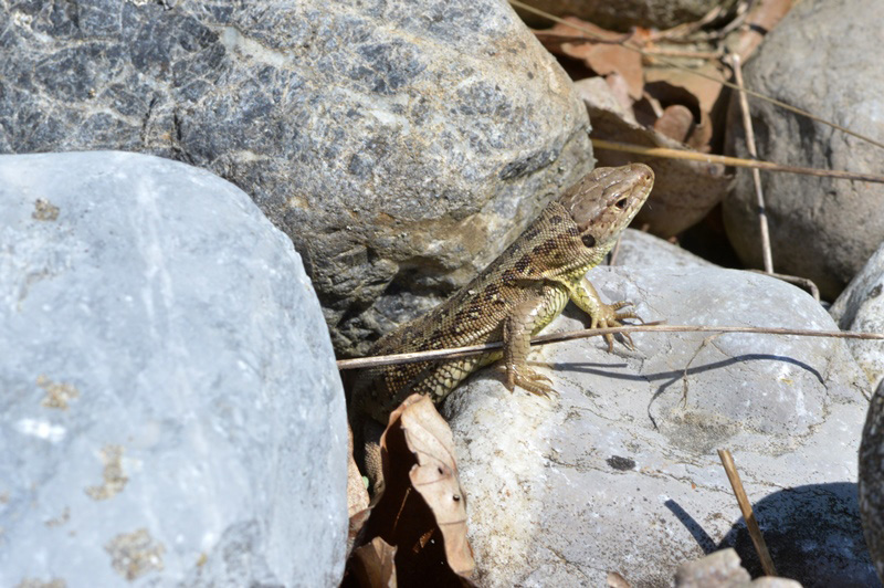 Zauneidechse guckt aus Steinhaufen