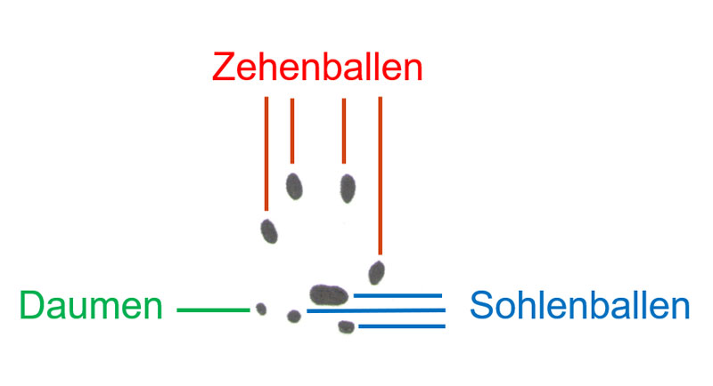 Zeichnung von Zehen- und Sohlenballen von Wieseln
