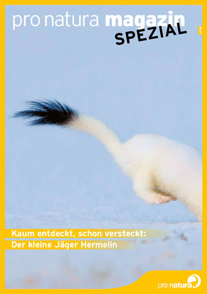 Pro Natura-Magazin zum Hermelin, Tier des Jahres 2018