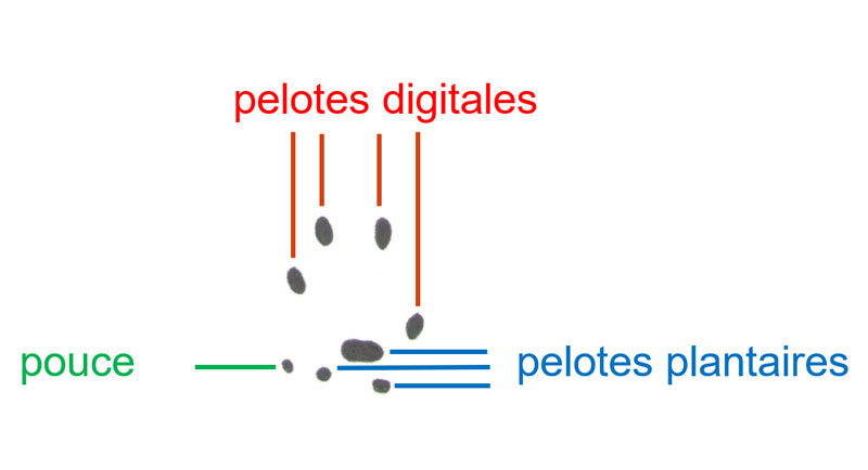Dessin des coussinets des orteils et de la plante des pieds des belettes