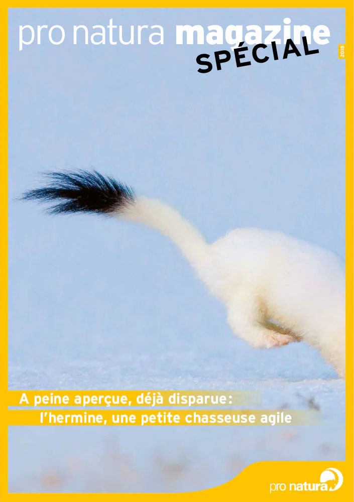 Magazine Pro Natura sur l'hermine, animal de l'année 2018